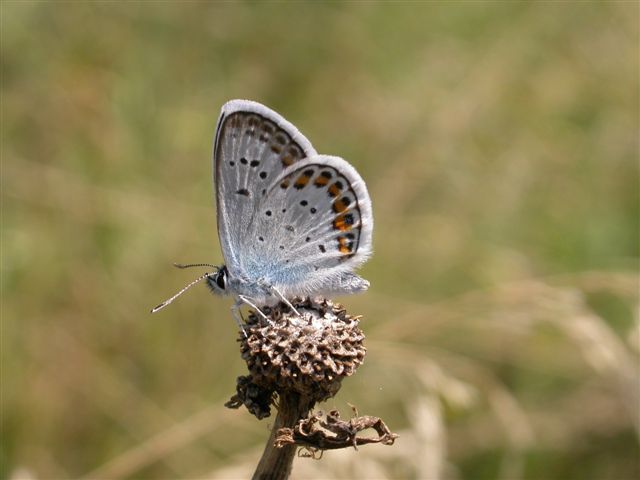 Plebejus argus o idas?